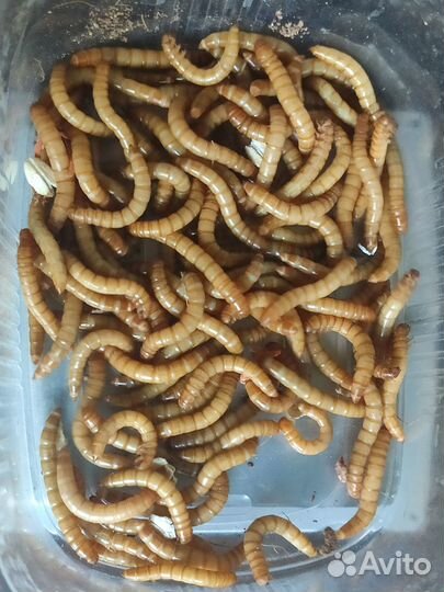 Жуки и червечки мучника