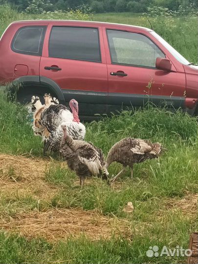 Индюки домашние