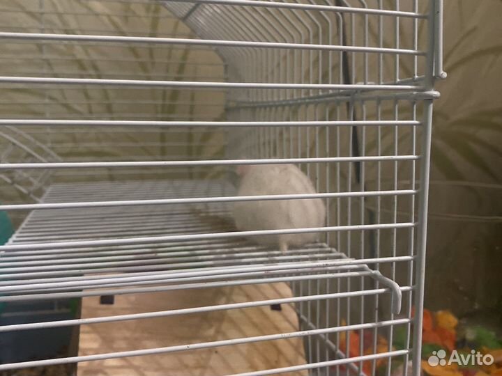 Хомячки альбиносы