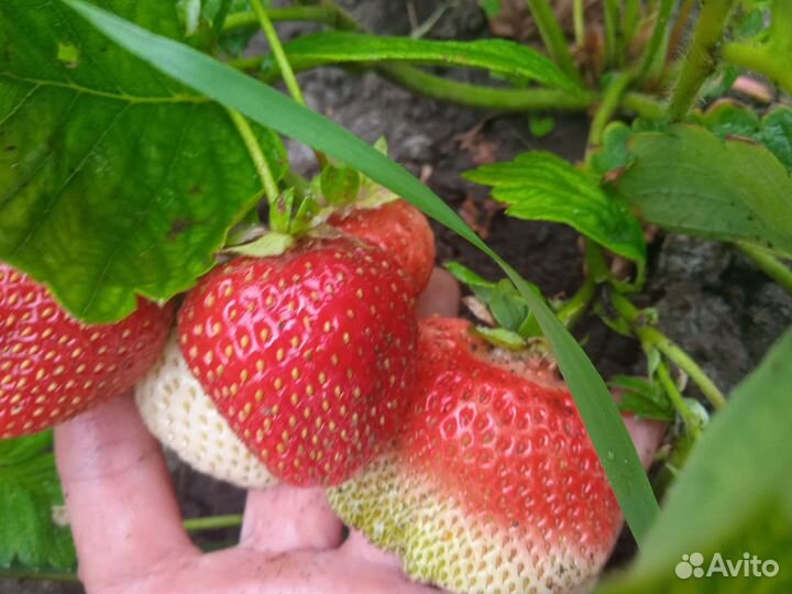 Клубника ремонтантная Альбион и другие