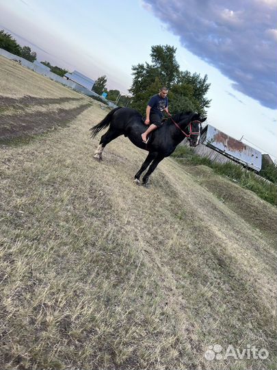 Жеребец