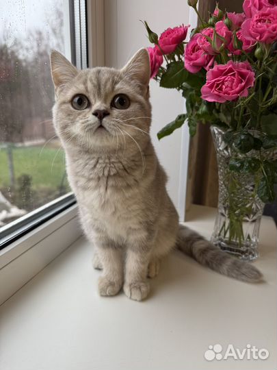 Шотландская малышка