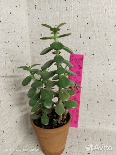 Толстянка, крассула