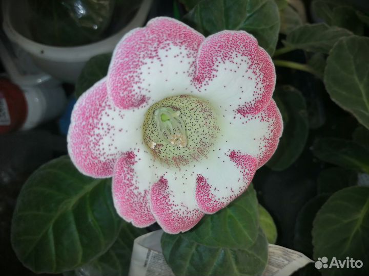 Глоксиния цветущая