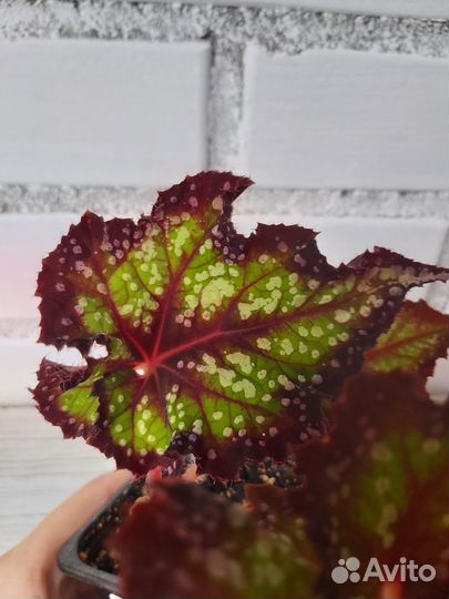 Бегония декоративно лиственная