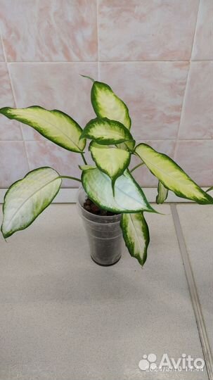 Диффенбахия камилла