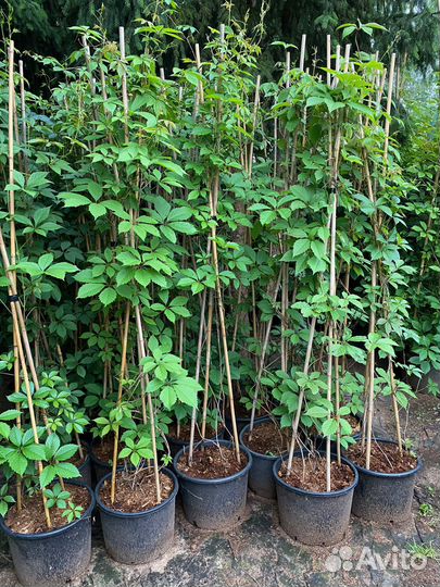 Новинка Девичий виноград 2 м+ в горшках 18 л