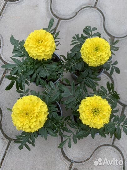 Бархатцы Тайшан