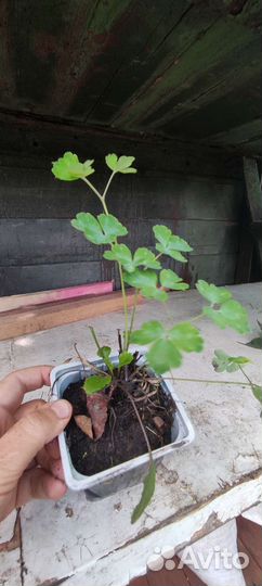 Аквилегия укорененная п9