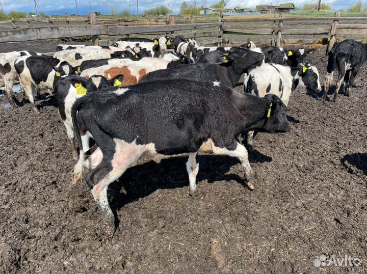 Бычки 1-3 месяца