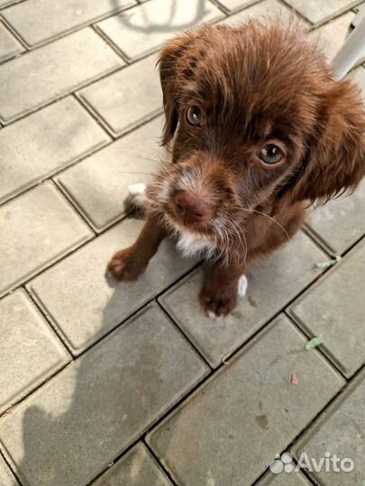 Собака в добрые руки щенок мальчик