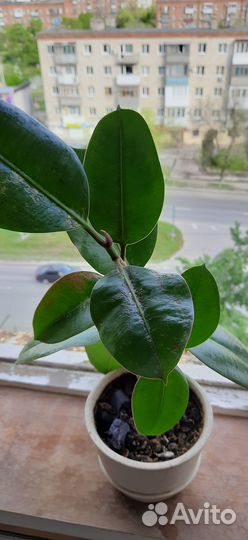 Домашние цветы