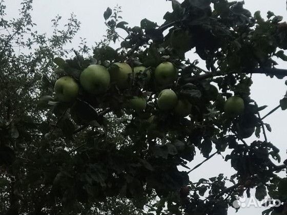 Яблоки антоновка