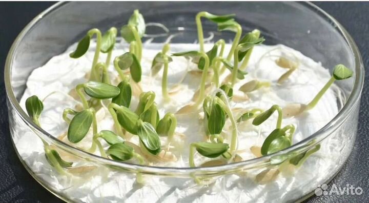 Чашки Петри стеклянные 10 см