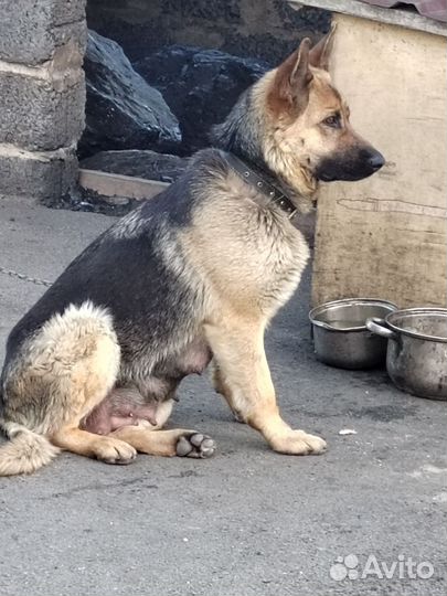 Щенки немецкой овчарки