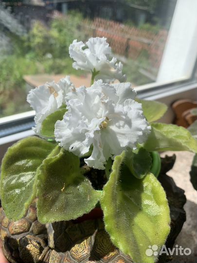 Фиалки детки