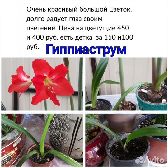 Комнатные цветы и садовые растения