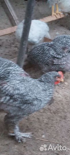 Пушкинские, мехеленская кукушка, голошейки