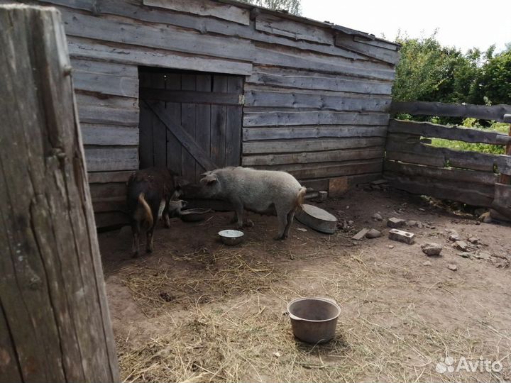 Свиньи взрослые