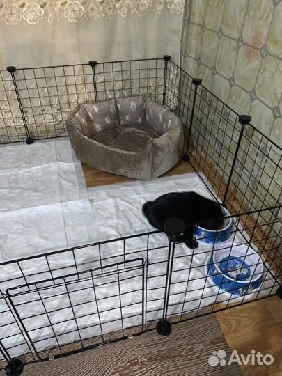 Щенки мопса мини