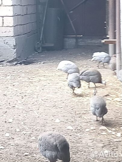 Утки, цицарки