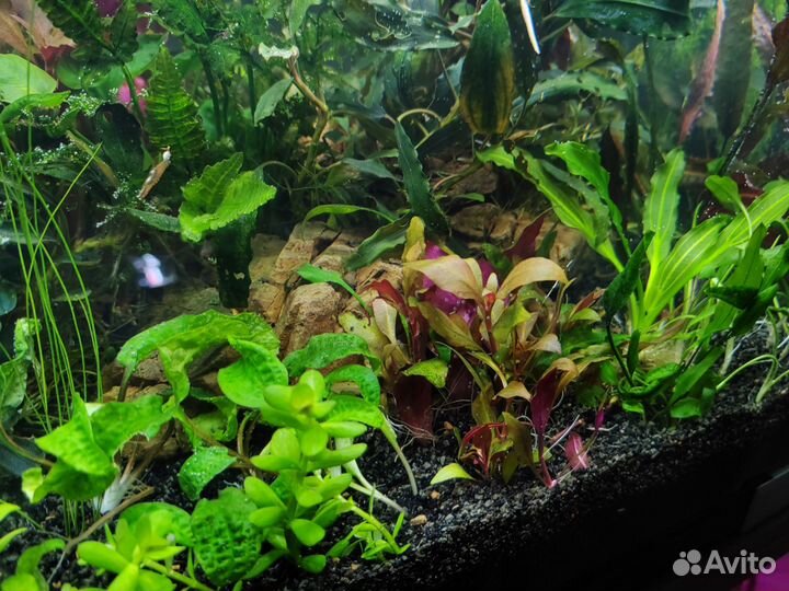 Аквариум -травник