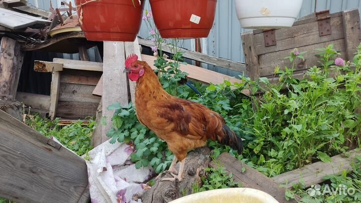 Молодые петухи