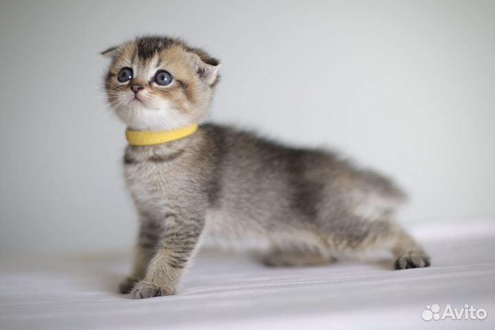 Шотландская вислоухая золотая шиншилла котята