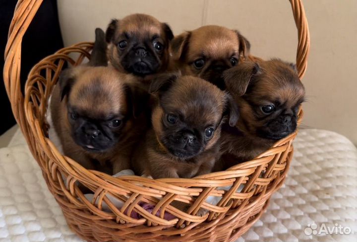 Щенки пти брабансона