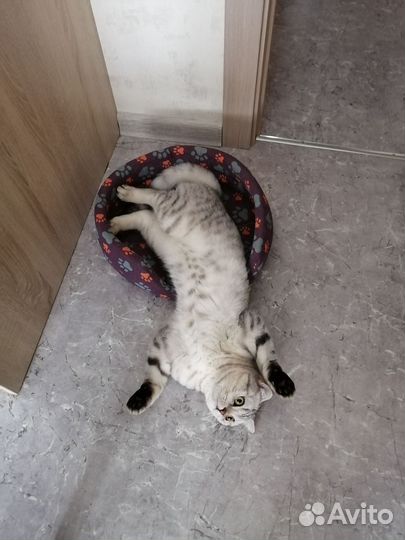 Отдам кошку