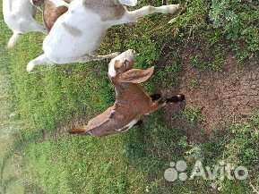 Козы, козлята