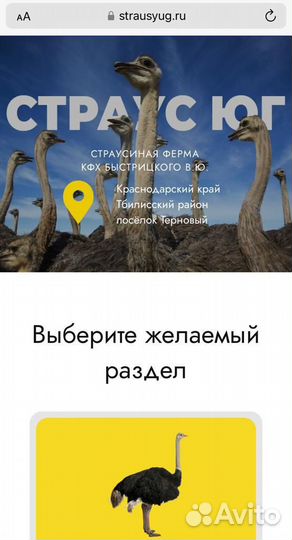 Страусы и Страусята