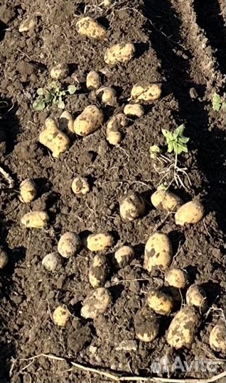 Картошка с доставкой