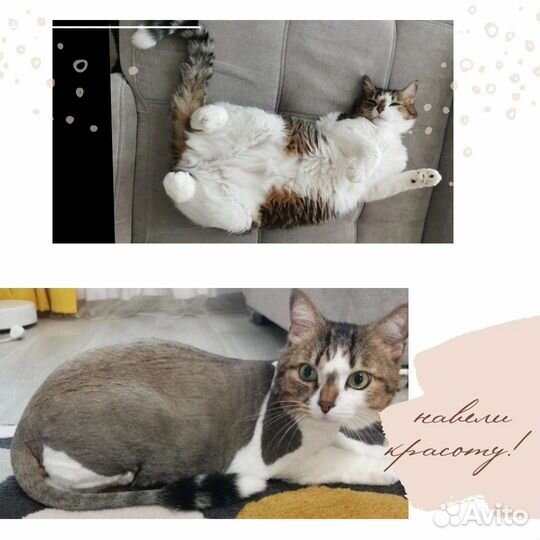 Уход за животными