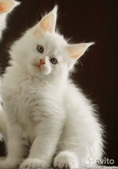 Котята мейн-кун