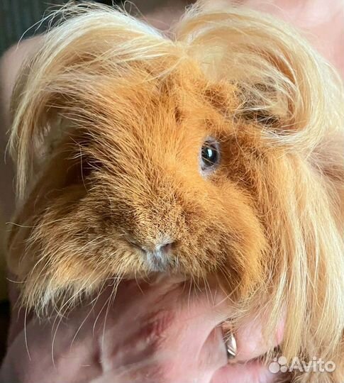 Морская свинка девочка