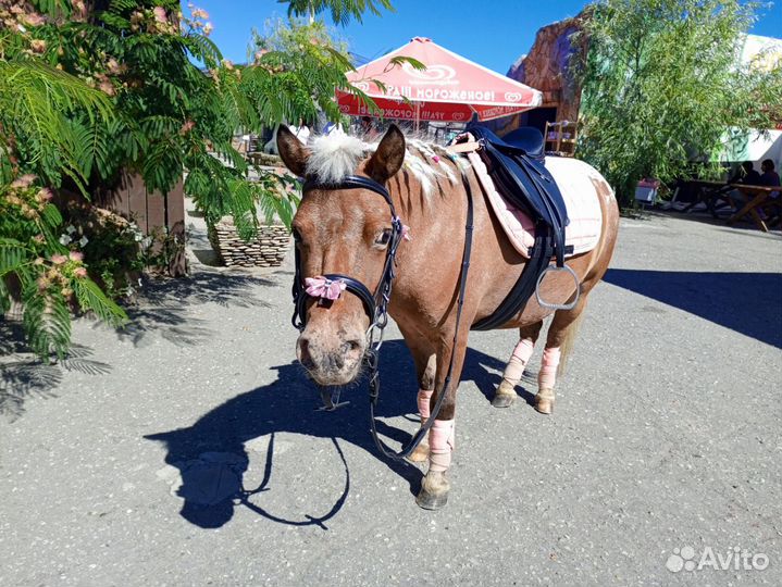 Прокат на верблюде, коне, ослике, пони
