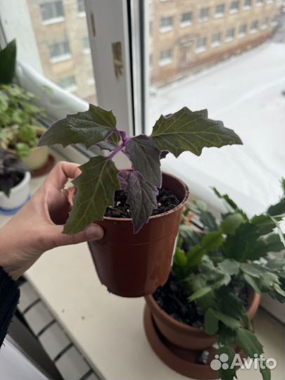 Цветы разные