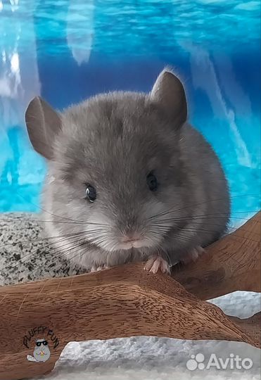 Шиншилла девочка по кличке Бекки