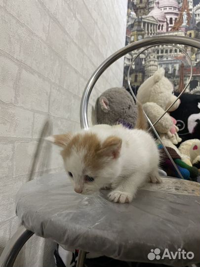 Котенок