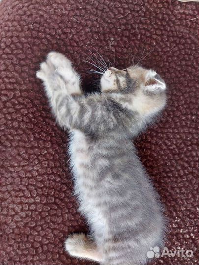 Шотландские котята