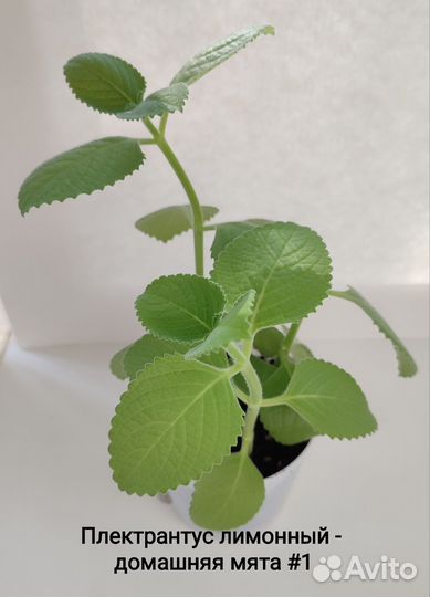 Домашняя мята, Золотой ус, Алоэ Вера, Хлорофитумы