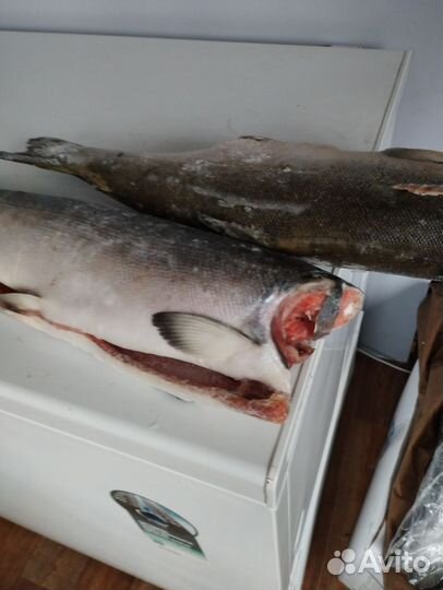 Лосось дикий кижуч