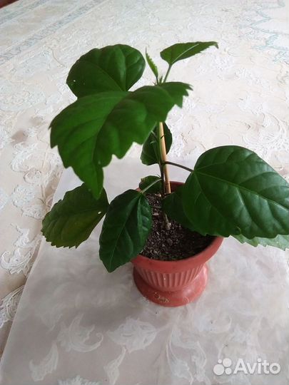 Китайская роза