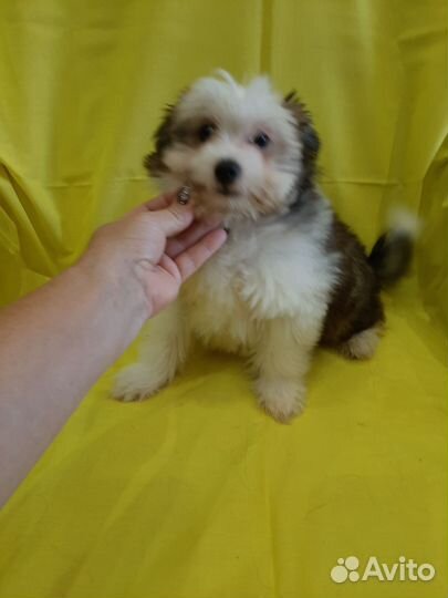 Китайский хохлатик пуховичок