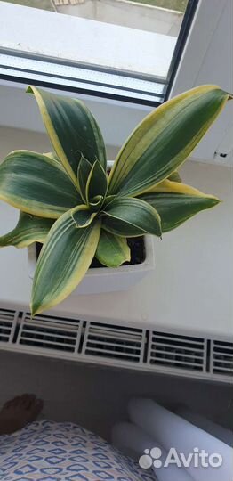 Сансевиерия ханни