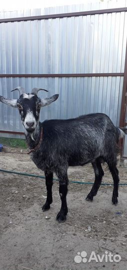 Коза нубийская,дойная молочная