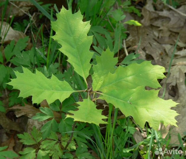 Дуб канадский, красный (саженцы)