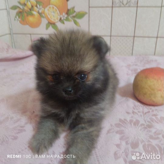Померанский шпиц мини щенок