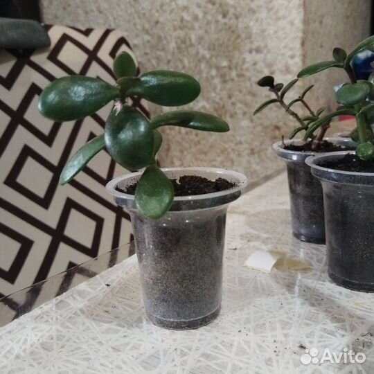 Денежное дерево Толстянка